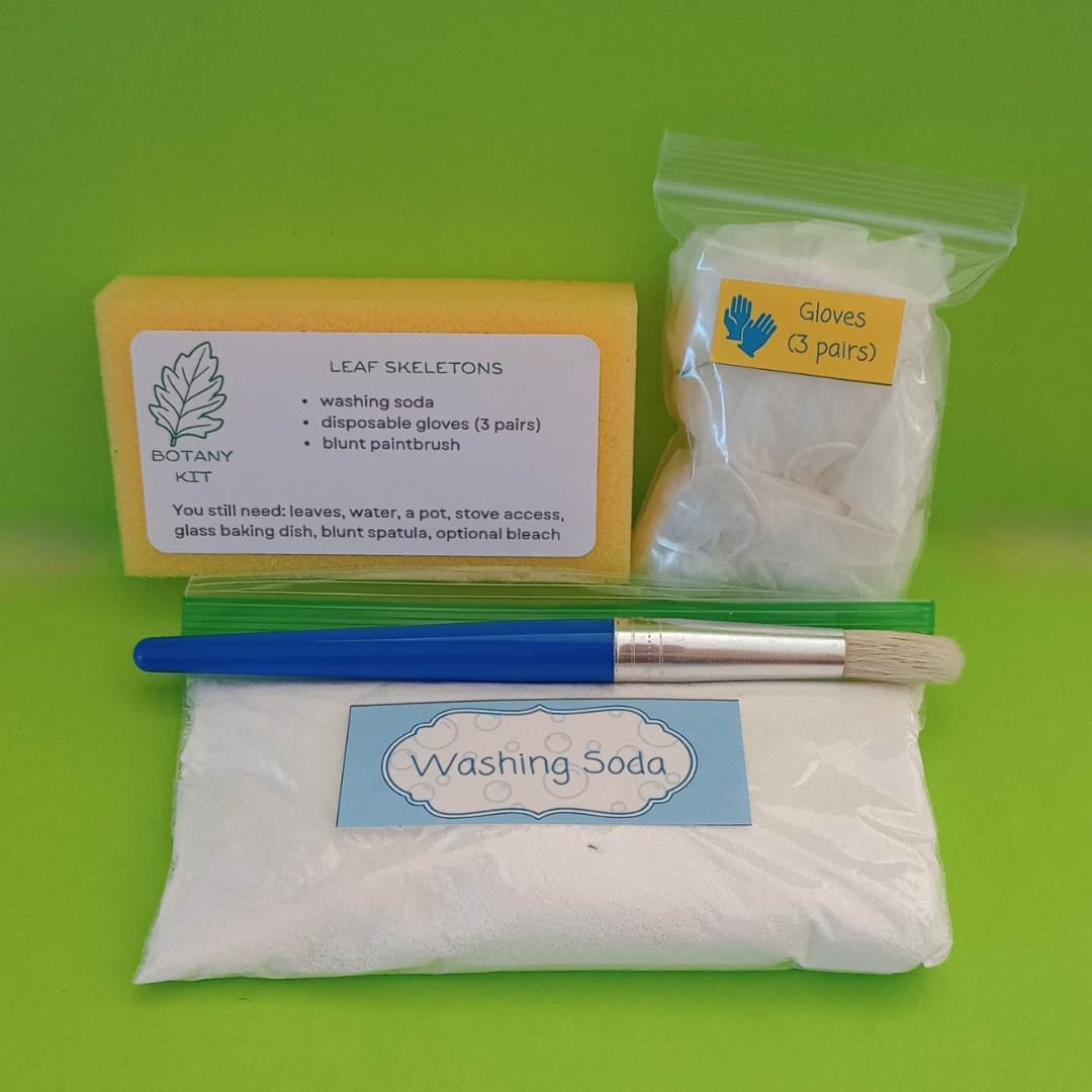 Leaf Skeletons Kit